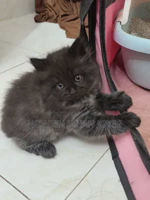 1-3 Months Male Purebred Persian