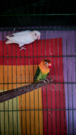 Lovebird for Sale