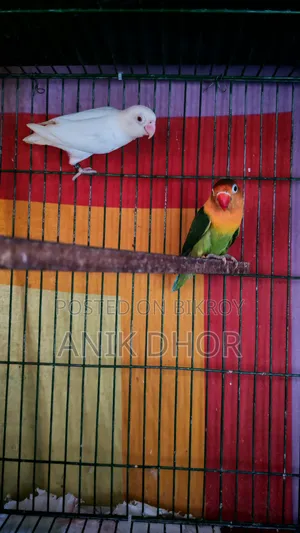 Lovebird for Sale