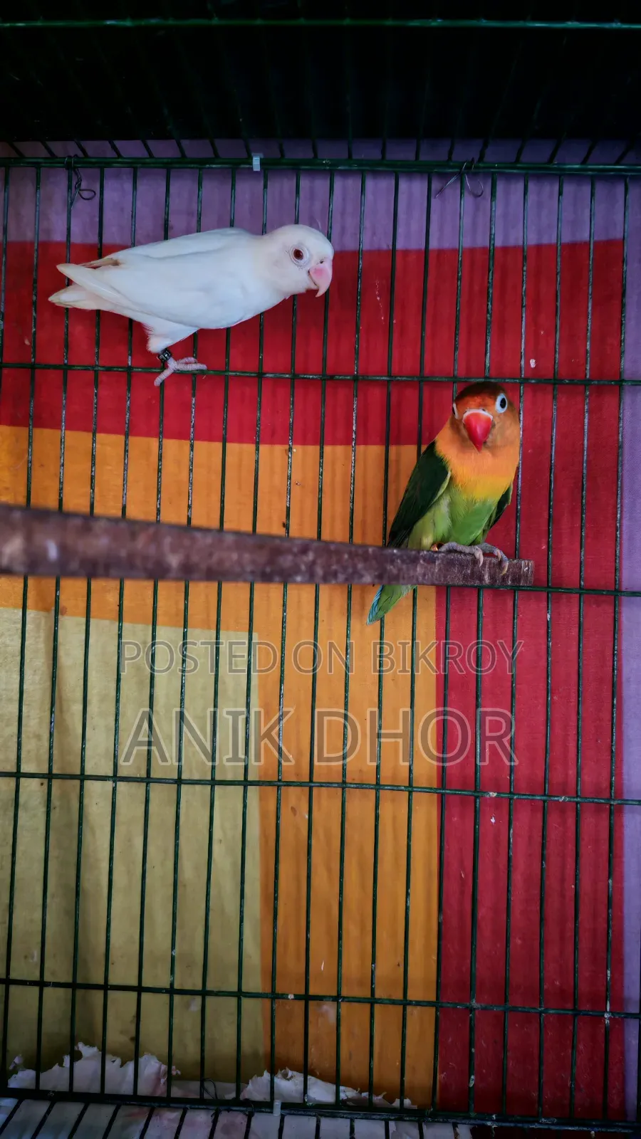 Lovebird for Sale