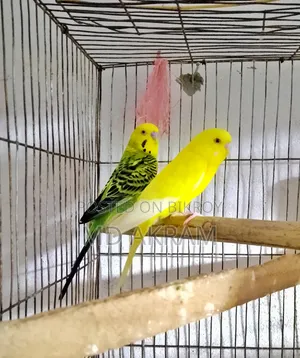 বাজরীগার পাখি