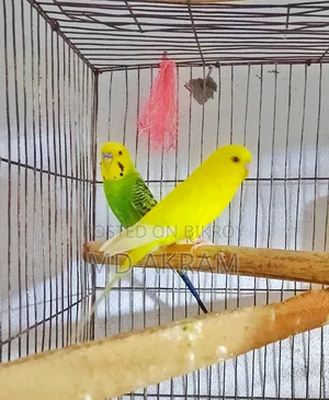 বাজরীগার পাখি