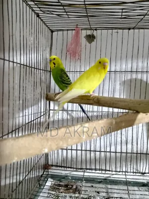 বাজরীগার পাখি