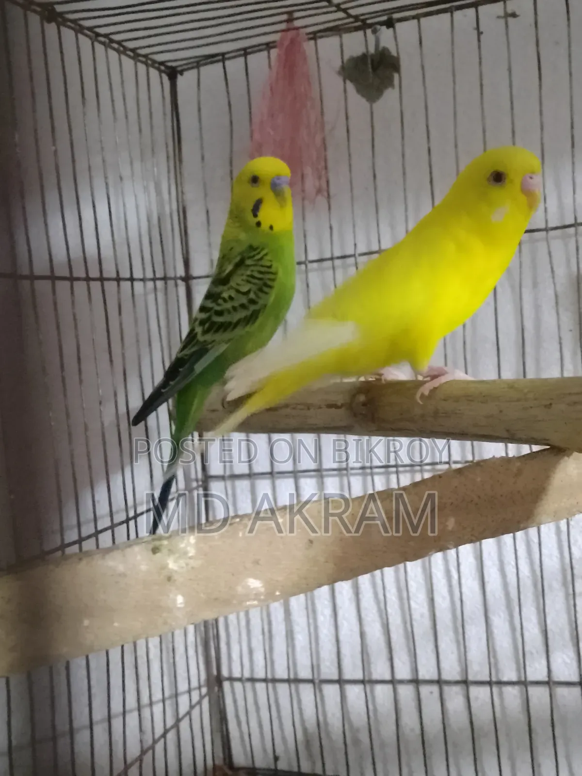 বাজরীগার পাখি
