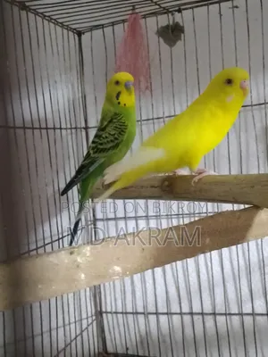 বাজরীগার পাখি