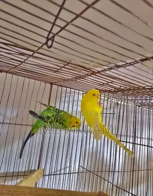 বাজরীগার পাখি