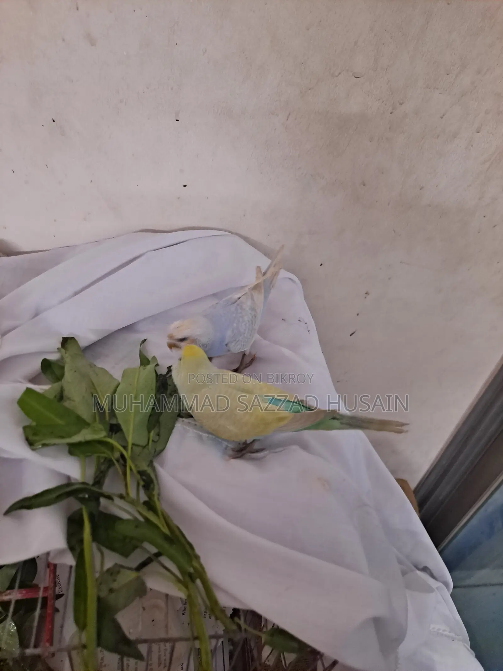২টি বাজিগর পাখি