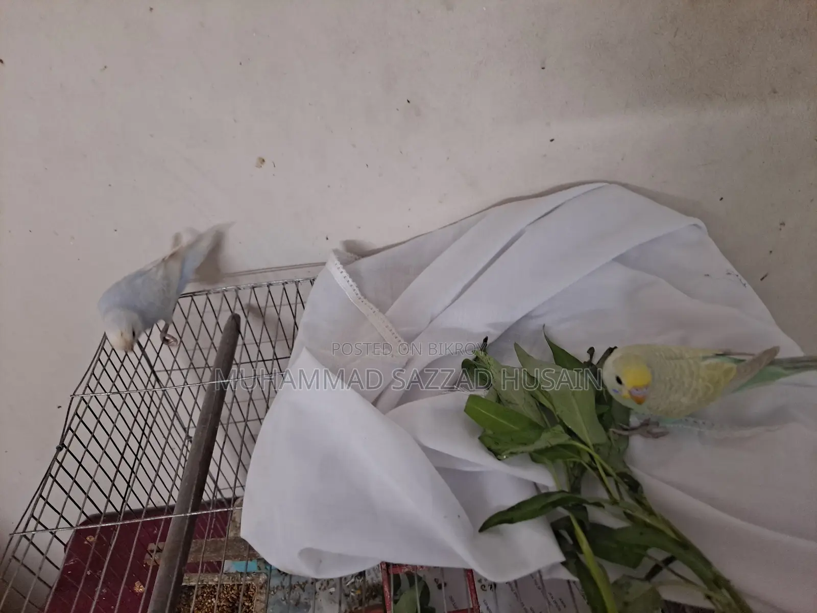 ২টি বাজিগর পাখি