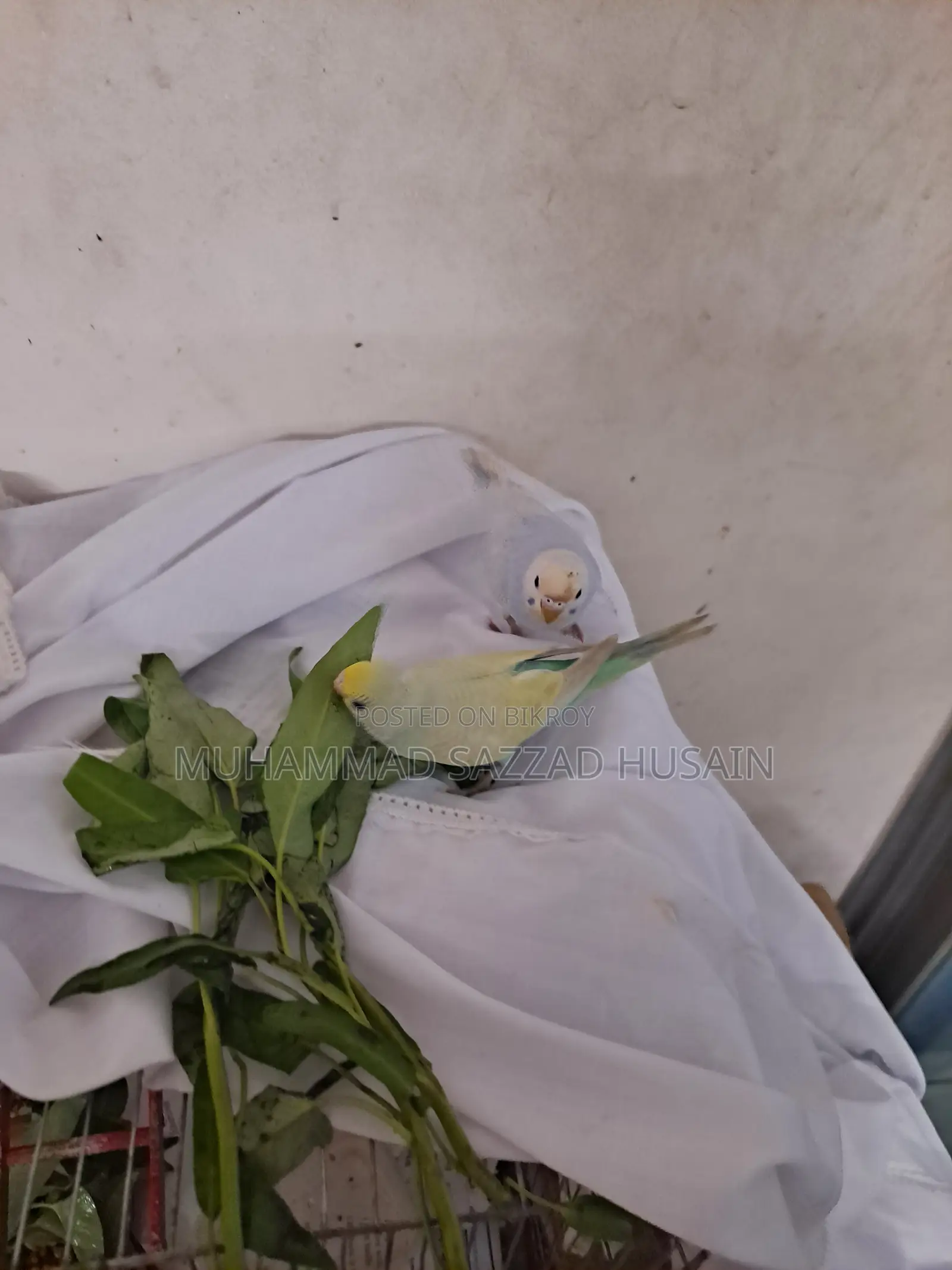 ২টি বাজিগর পাখি