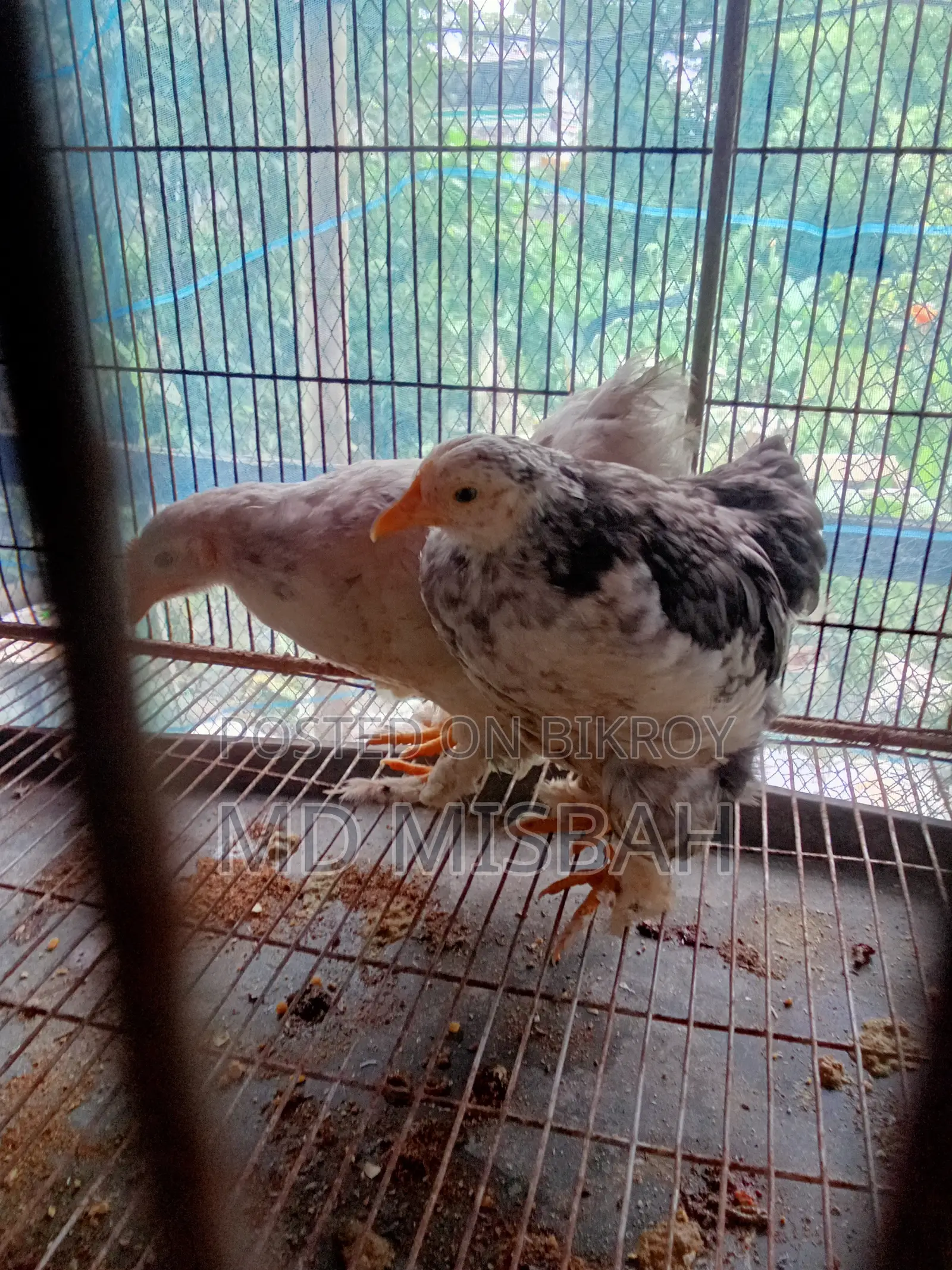 কোচিন মুরগি ২ টা