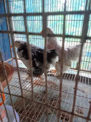 কোচিন মুরগি ২ টা
