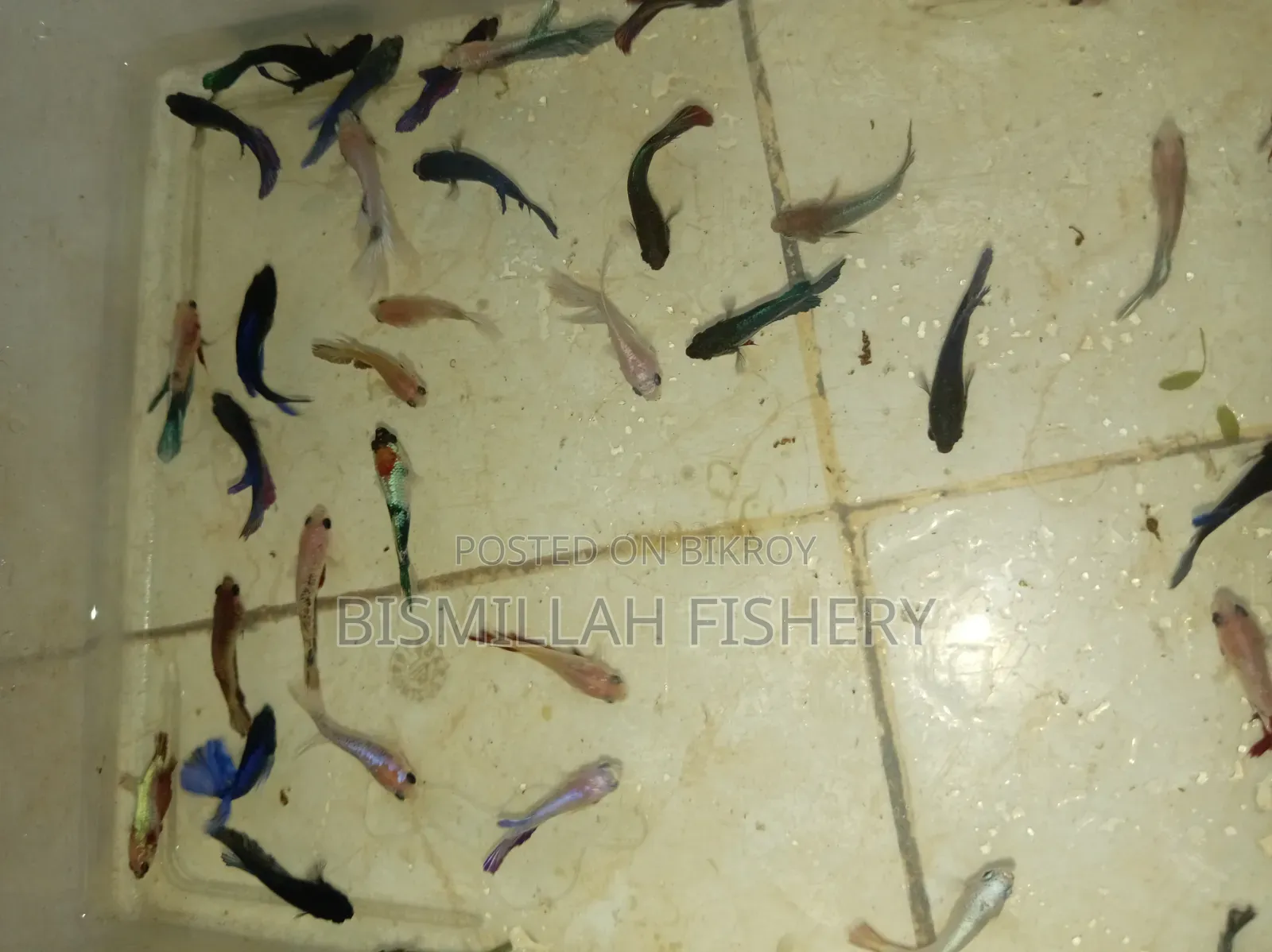 Jaring Size Betta Fish Available