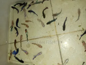 Jaring Size Betta Fish Available