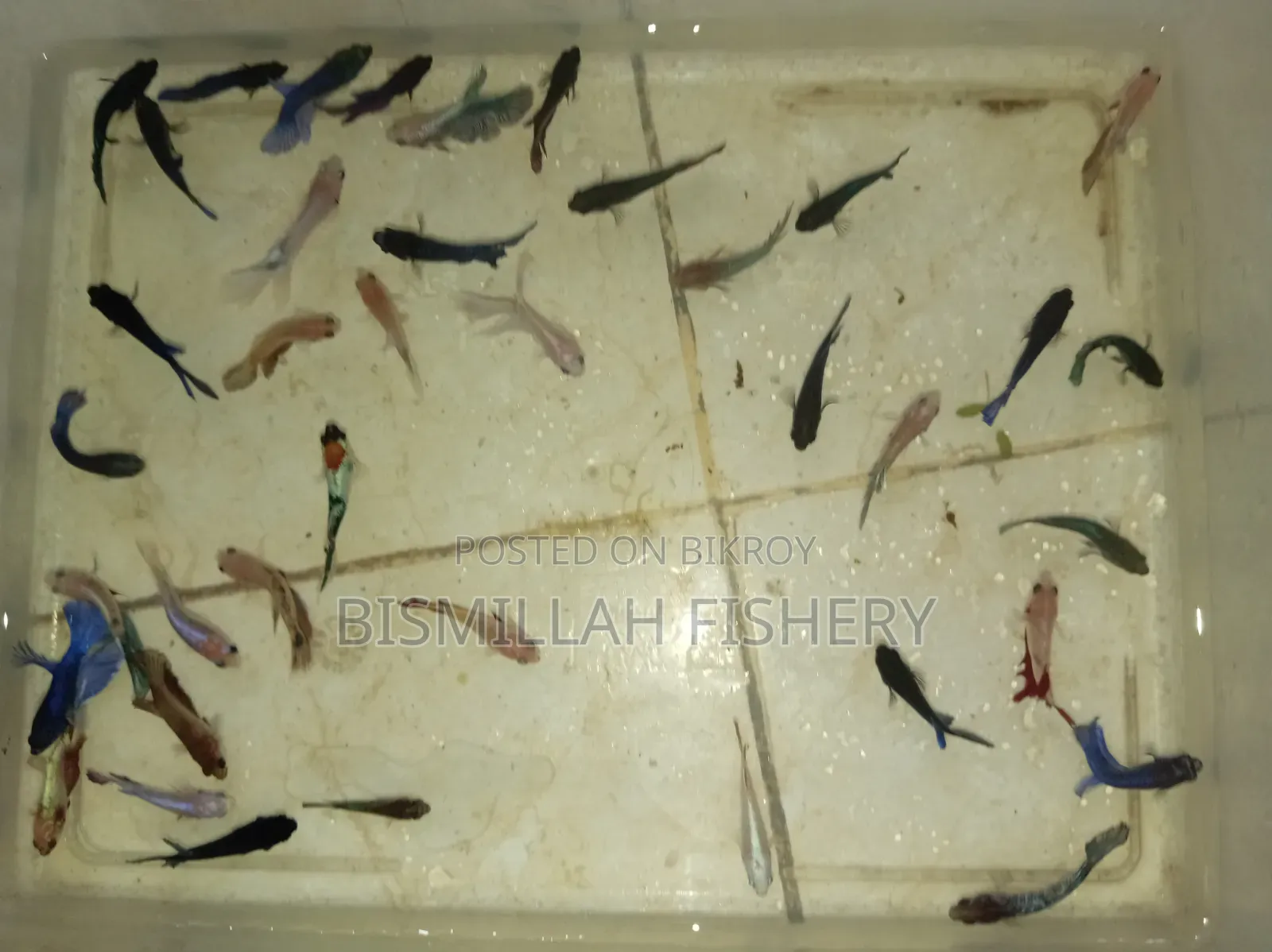 Jaring Size Betta Fish Available