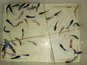 Jaring Size Betta Fish Available