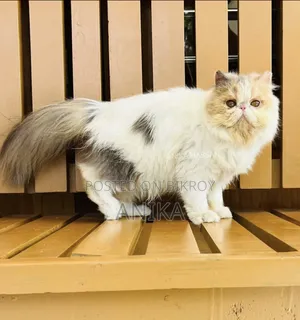 3-6 Months Female Purebred Exotic