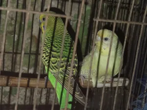 একজোরা বাজিগর পাখি