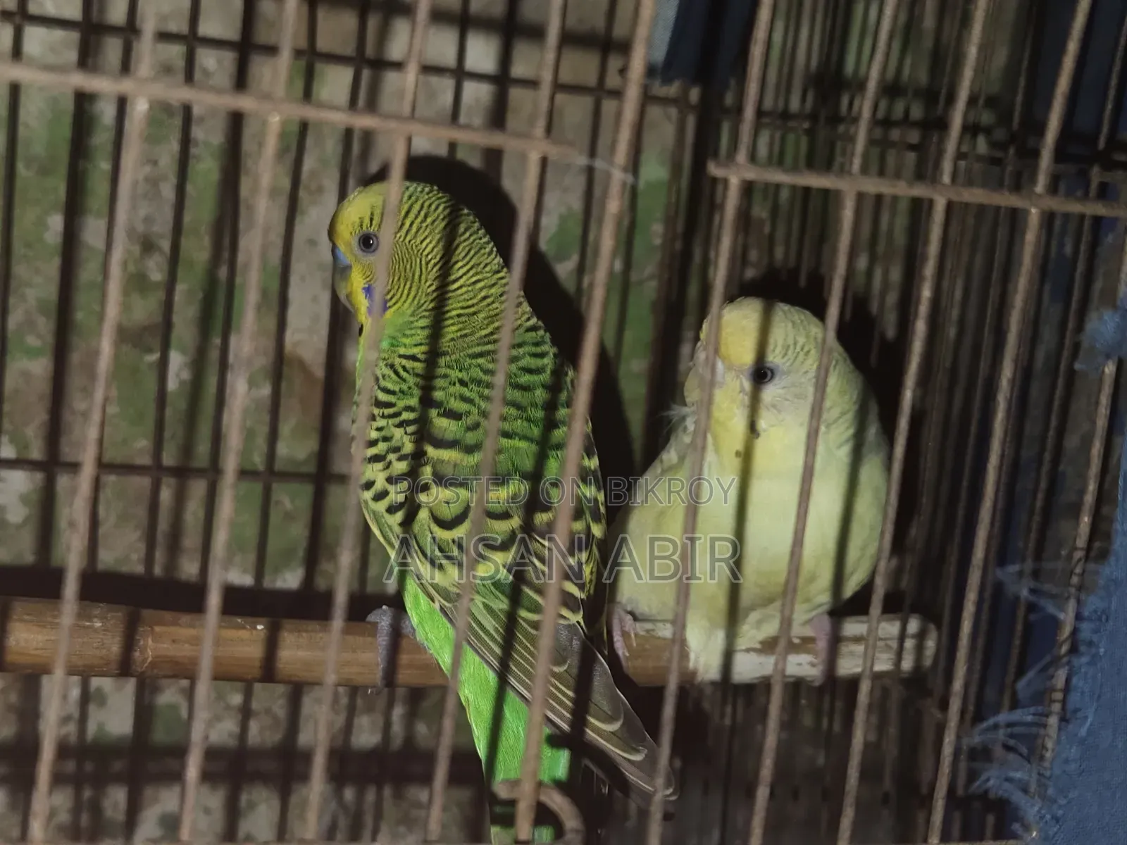 একজোরা বাজিগর পাখি