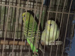 একজোরা বাজিগর পাখি