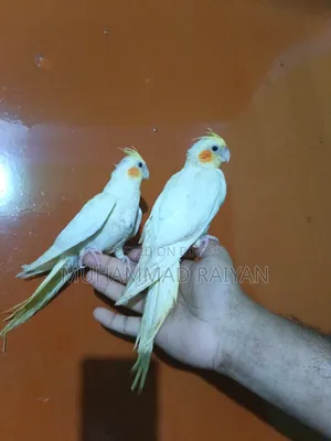 Cockatiel Full Tame