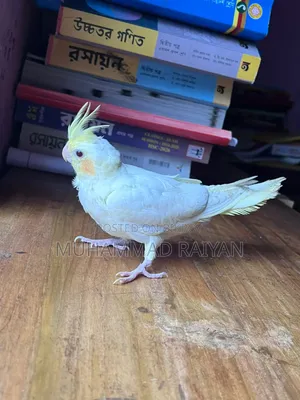 Cockatiel Full Tame