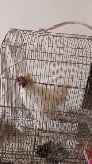 Silky Rooster