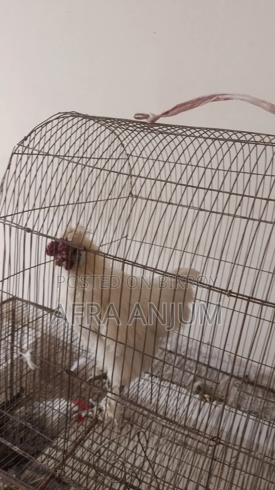 সিল্কি মোরগ