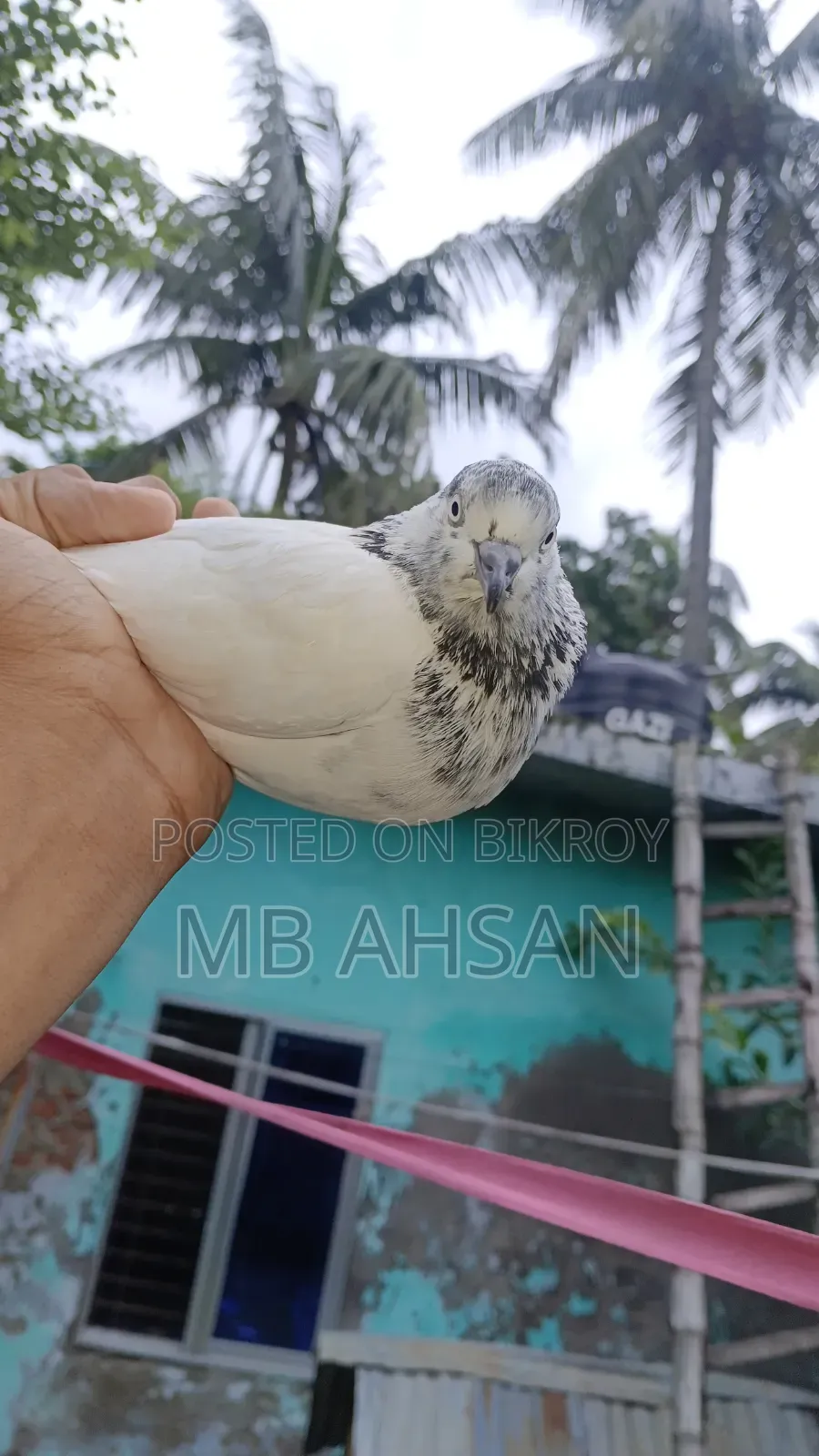 সুন্দর একটি মাদি কবুতর কি হবে