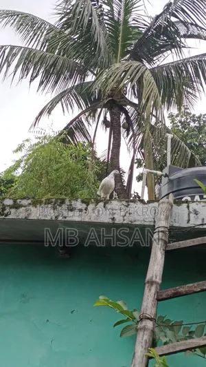 সুন্দর একটি মাদি কবুতর কি হবে