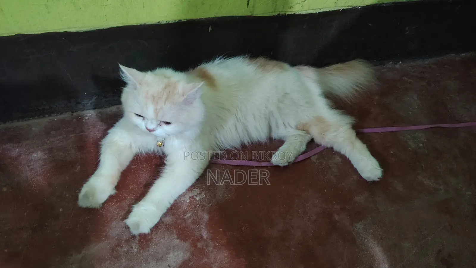 6-12 Months Male Purebred Persian