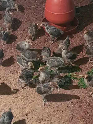 ফওমি মুরগি