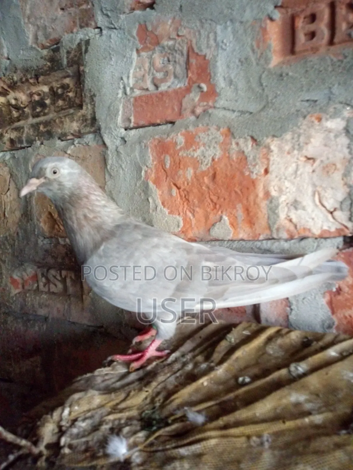 Female Pigeon