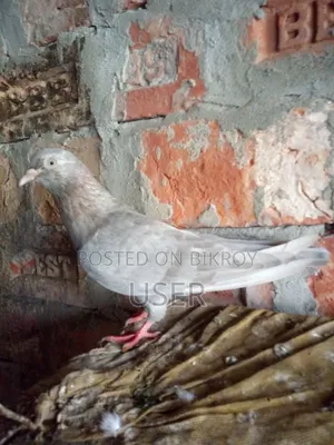 Female Pigeon
