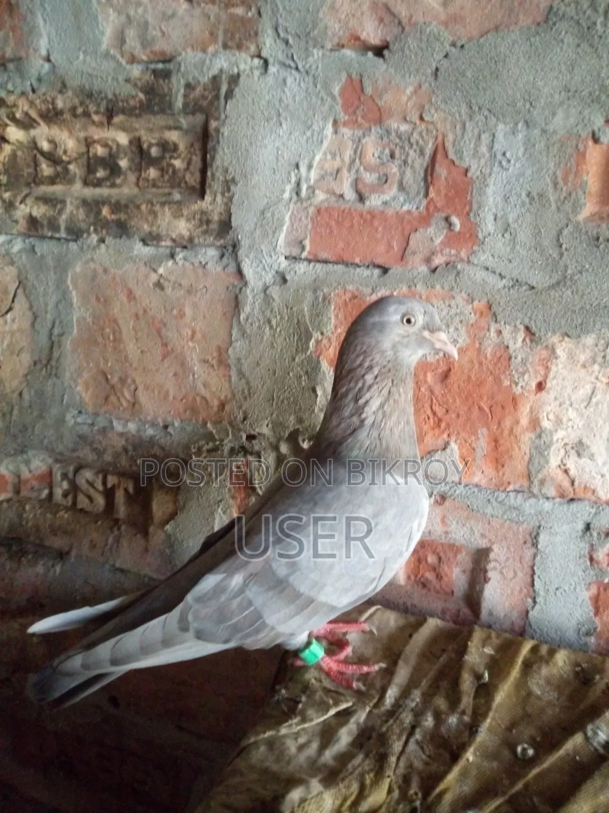 Female Pigeon