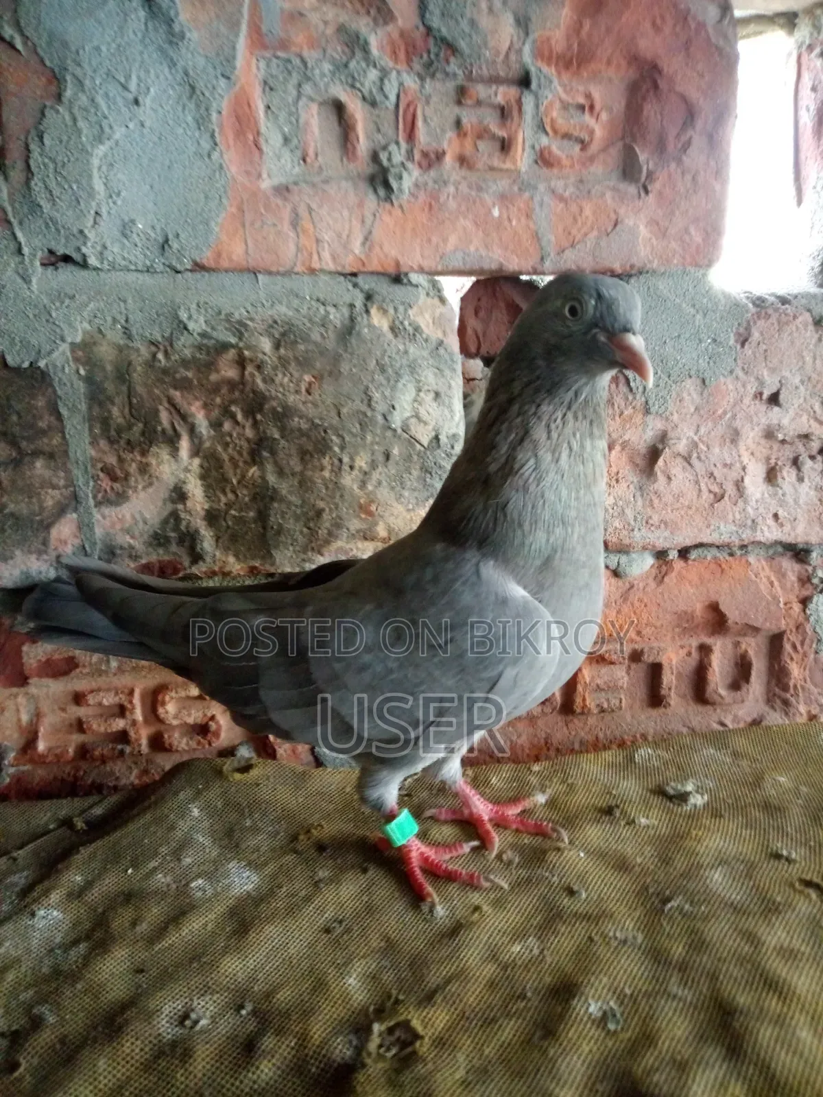 Female Pigeon