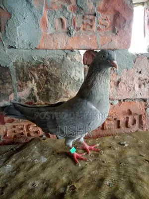 Female Pigeon