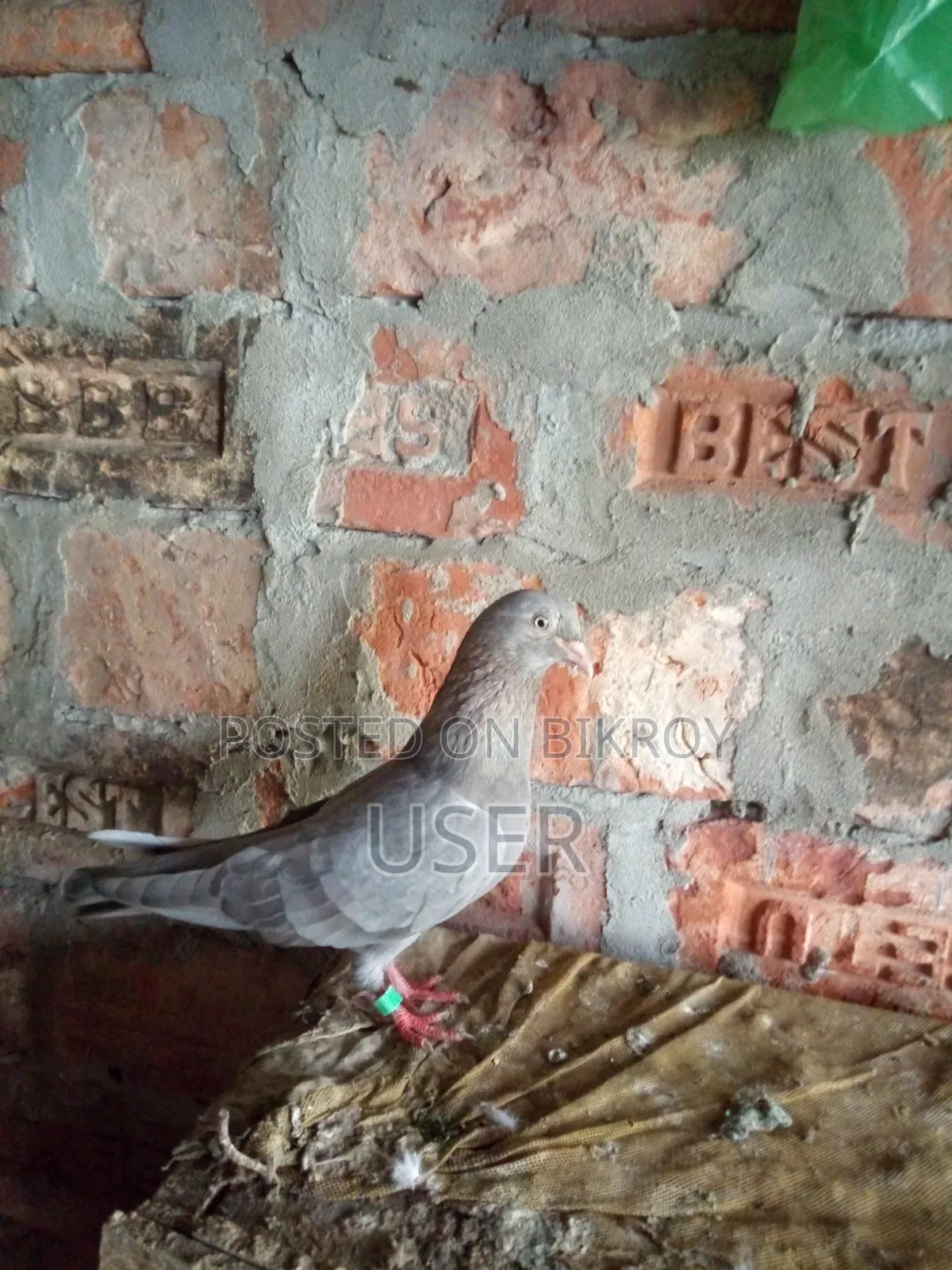 Female Pigeon