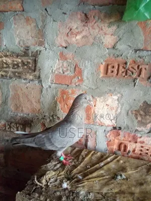 Female Pigeon