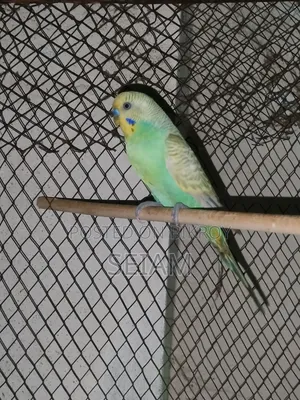 Budgerigar Bird