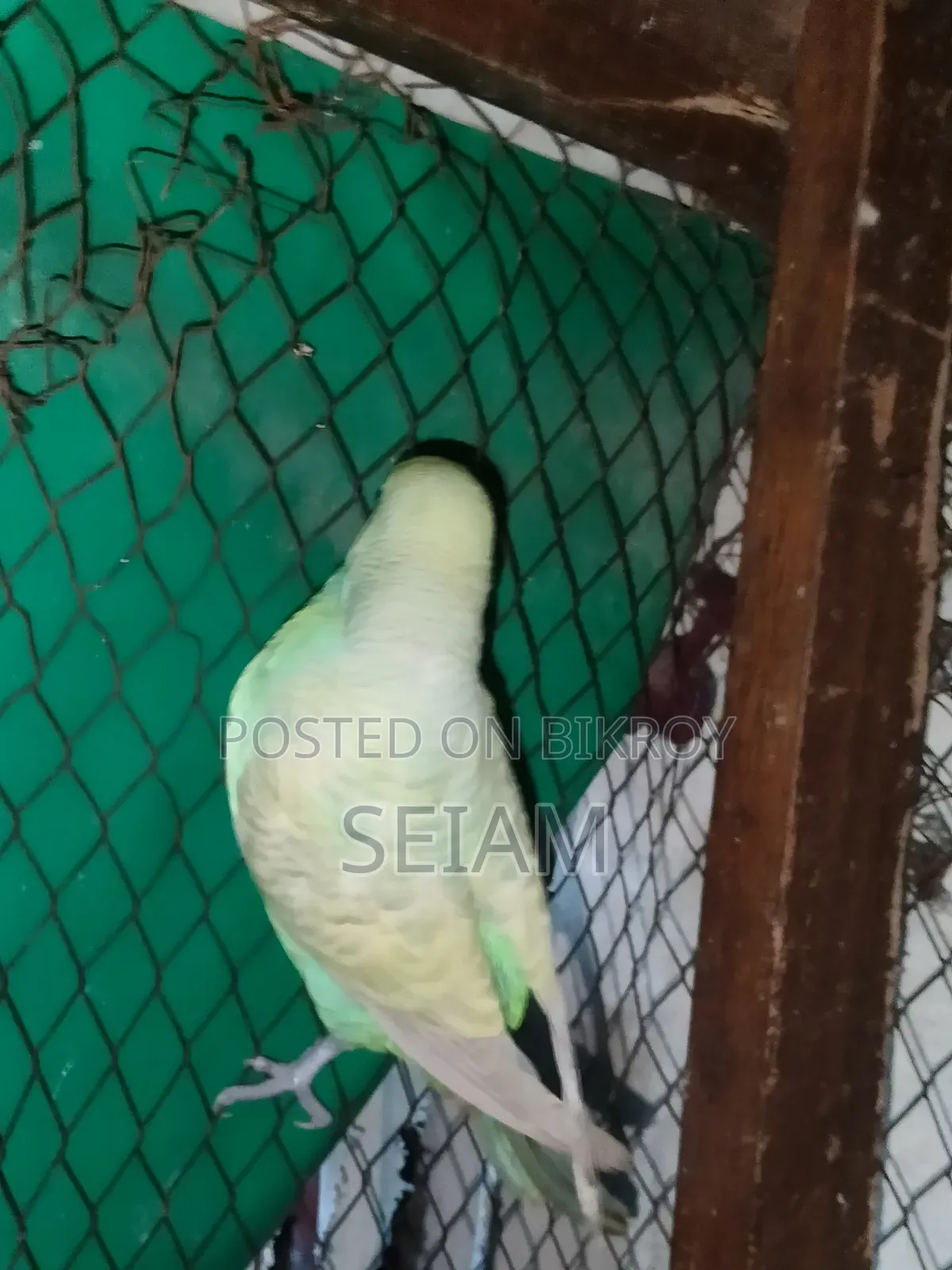 Budgerigar Bird
