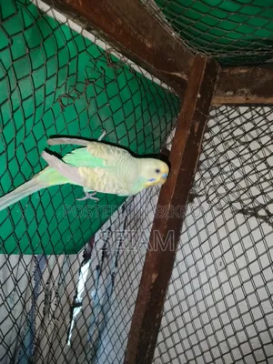 Budgerigar Bird