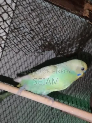 Budgerigar Bird