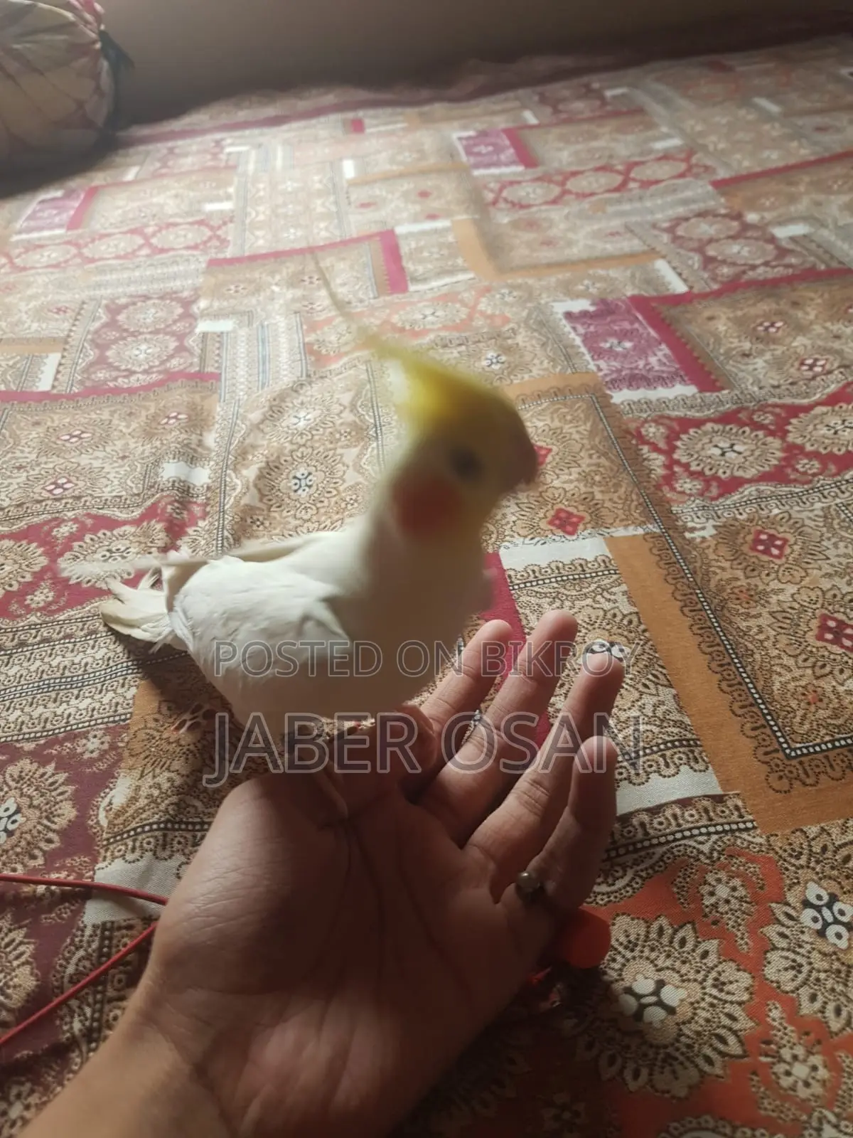 পোষা ককাটেল বিক্রি হবে