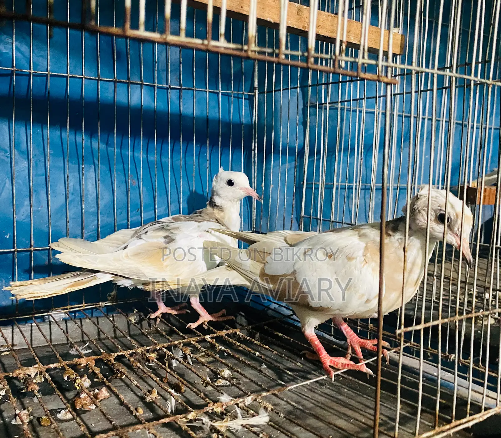 পাইড চুইটাল ঘুঘু