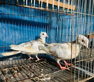 পাইড চুইটাল ঘুঘু