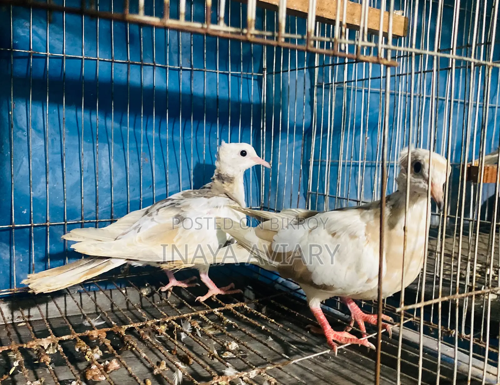 পাইড চুইটাল ঘুঘু