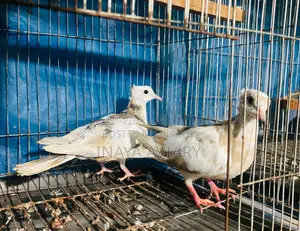পাইড চুইটাল ঘুঘু