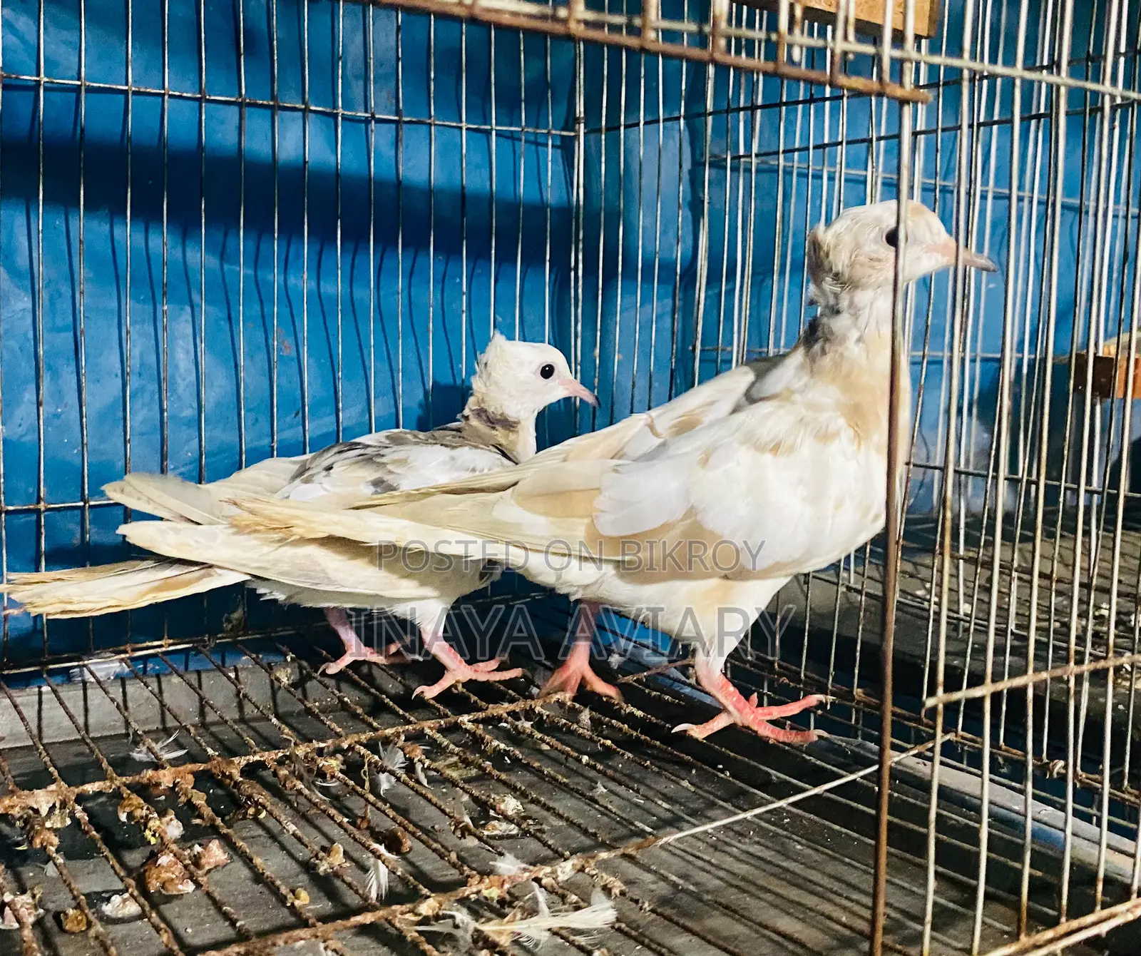 পাইড চুইটাল ঘুঘু