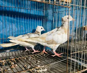 পাইড চুইটাল ঘুঘু