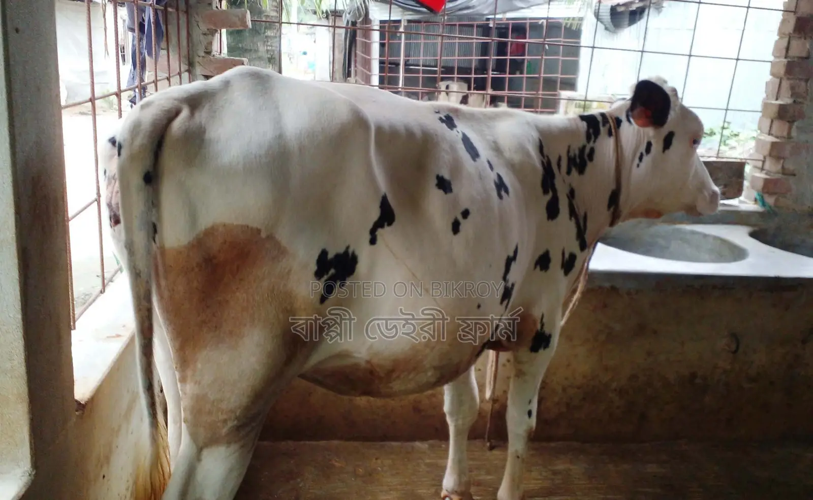 1391 Heifer Calf.